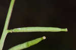 Southern marsh yellowcress